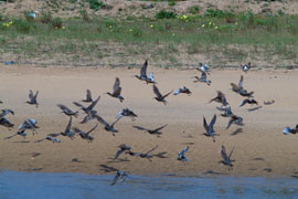 Las dunas de Iñurritza ofrecen cobijo a las aves migratorias