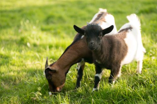 animals farm house zelaikoa in Gipuzkoa